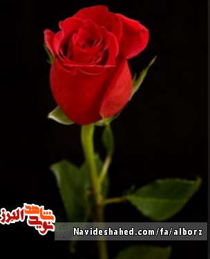 بوی شهادت در سخنان شهید عبدلله معدنی پور بروایت برادر بوی شهادت در سخنان شهید عبدلله معدنی پور بروایت برادر