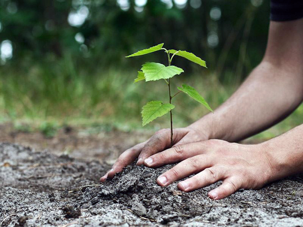 کاشت ۴۱۵ نهال به یاد شهدای دانش‌آموز در کردستان